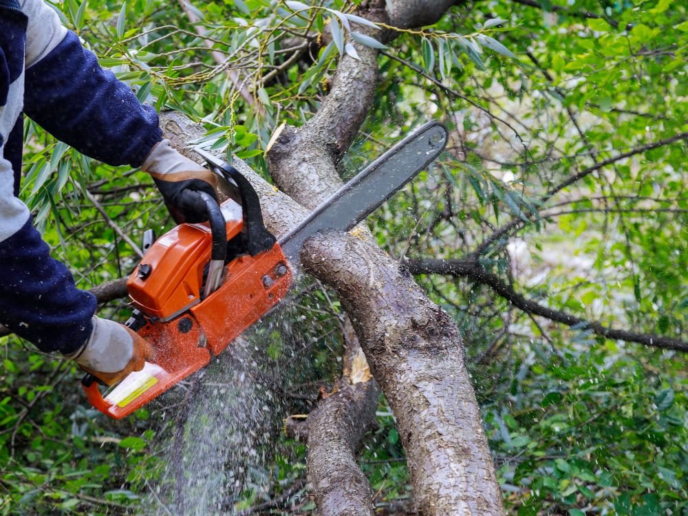 tree removal about