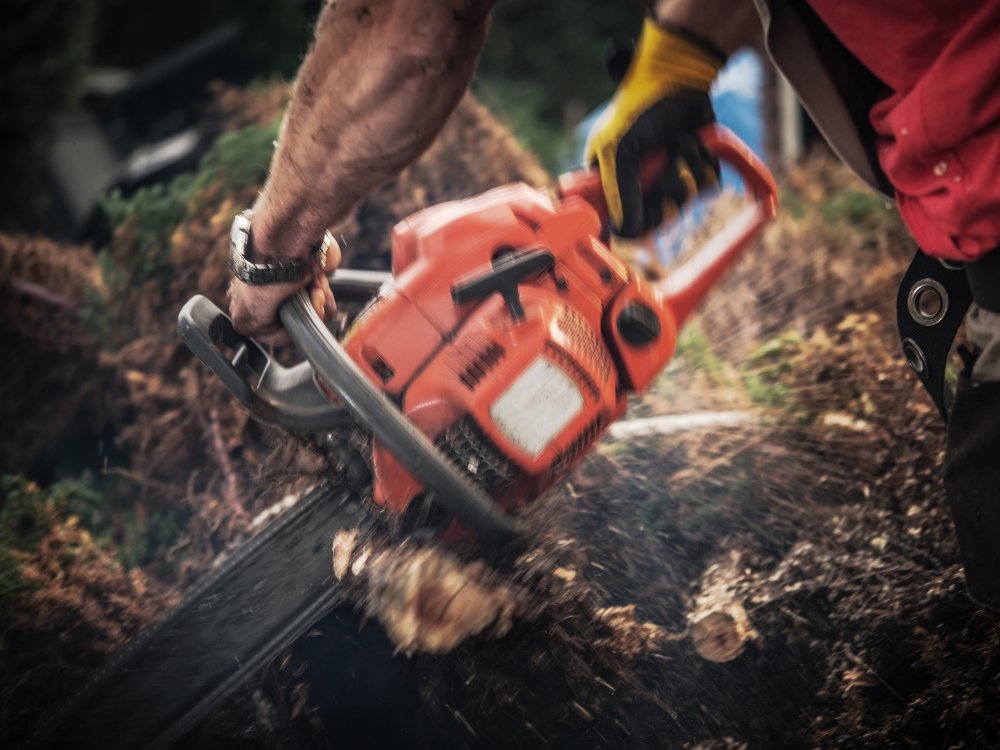 tree removal about