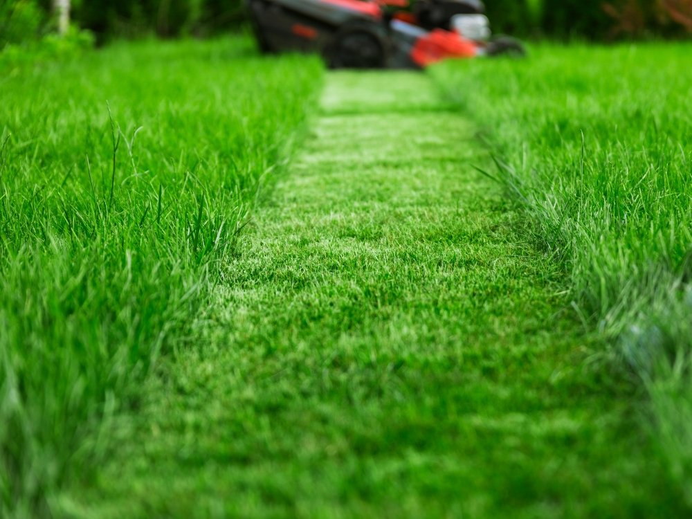 lawn moving about