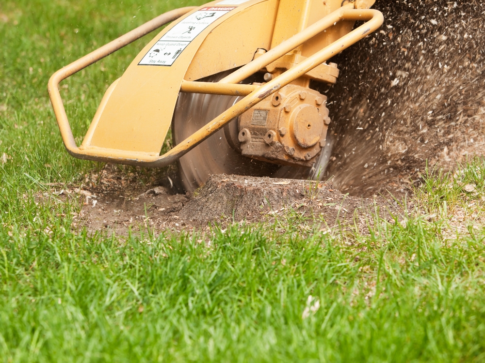 Removing a Tree Stump about