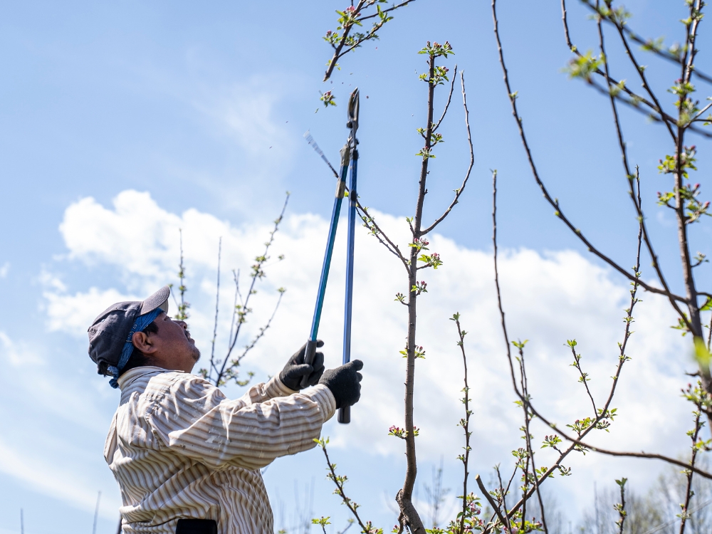 Tree Trimming and Removal about
