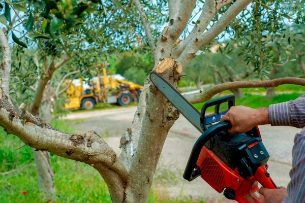 Tree pruning about