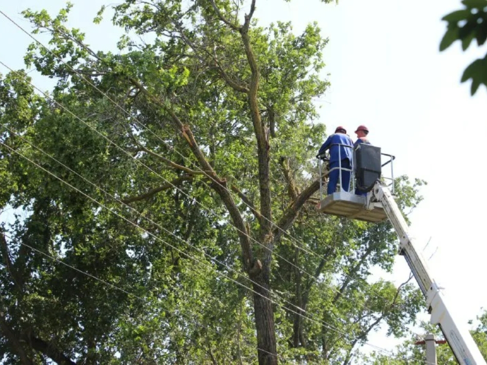 vegetation management about